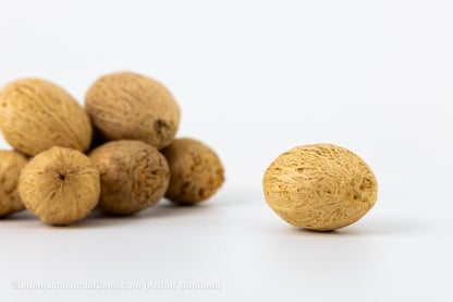 AMRA PODS GEBLEEKT (100 gr) - bloemschikmaterialen.com