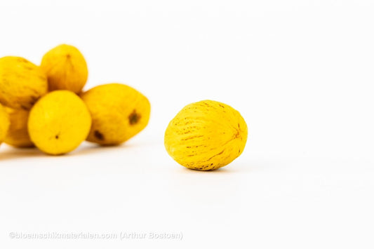 AMRA PODS GEEL (100 gr) - bloemschikmaterialen.com