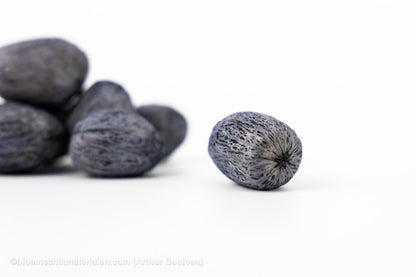 AMRA PODS GRIJS (100 gr) - bloemschikmaterialen.com