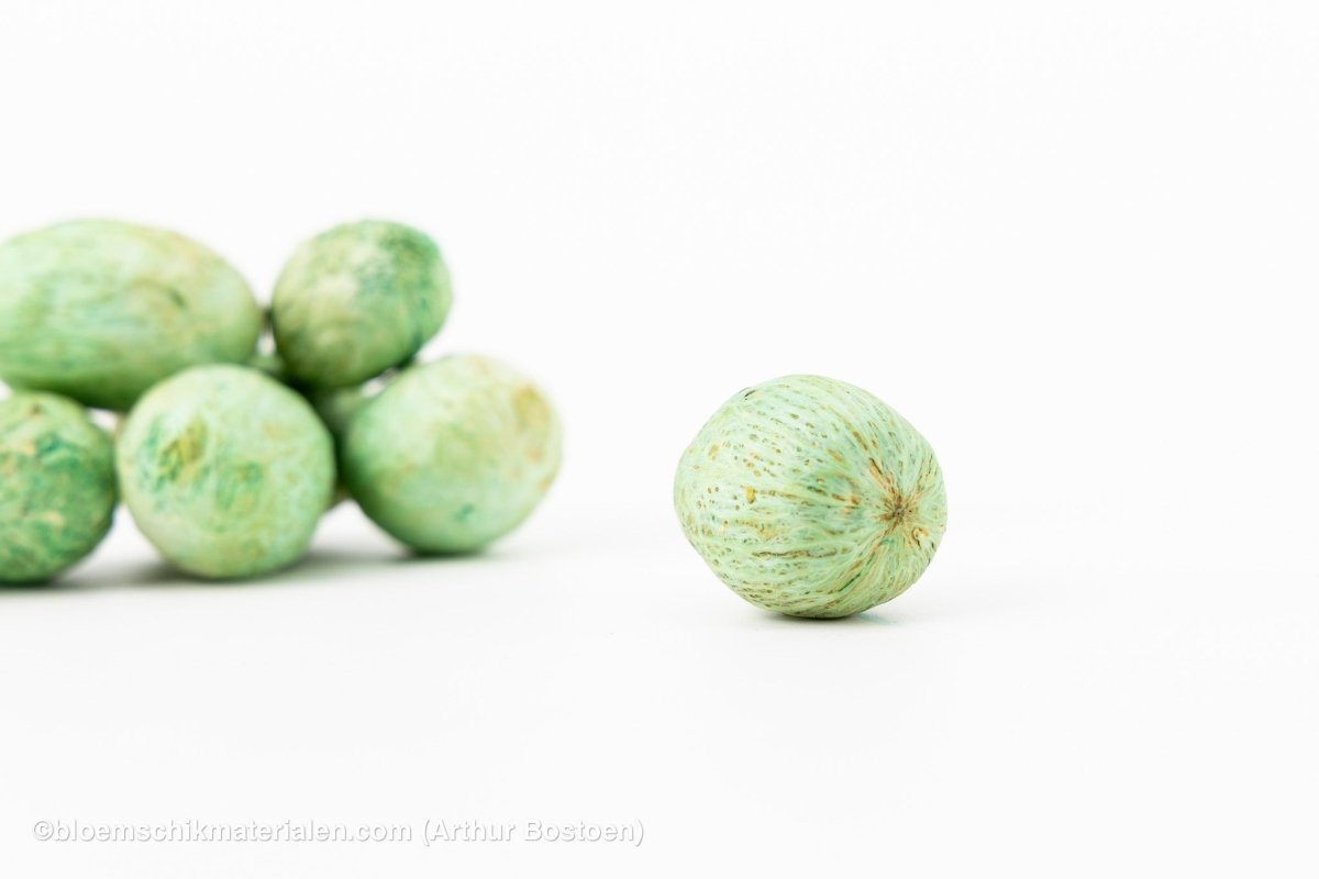 AMRA PODS MUNT (100 gr) - bloemschikmaterialen.com