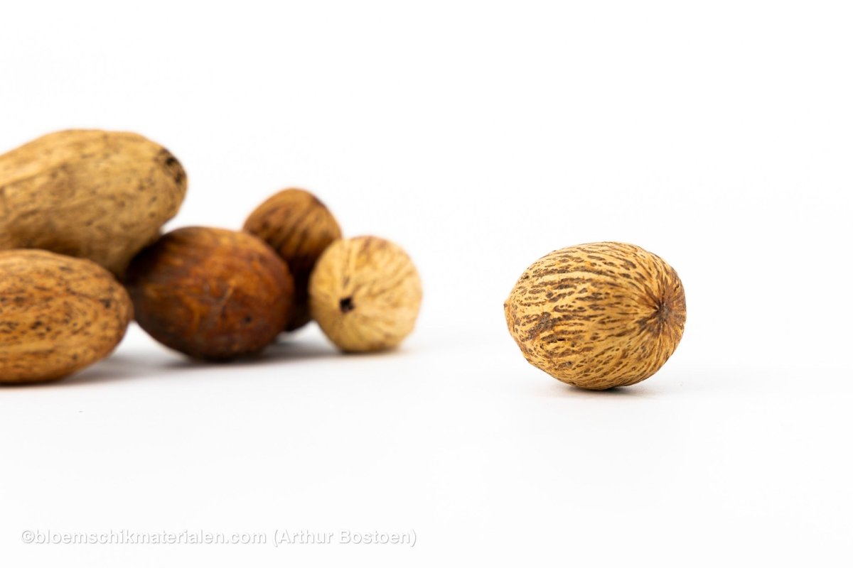 AMRA PODS NATUREL (100 gr) - bloemschikmaterialen.com