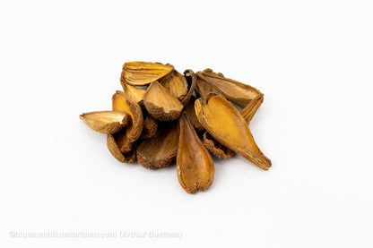ARTI PODS NATUREL - bloemschikmaterialen.com