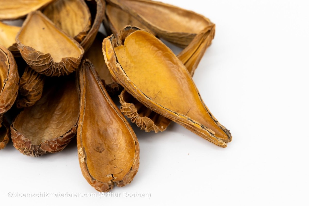 ARTI PODS NATUREL - bloemschikmaterialen.com
