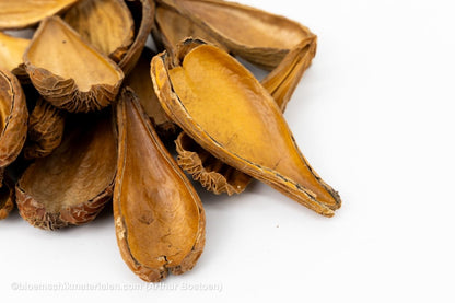 ARTI PODS NATUREL - bloemschikmaterialen.com