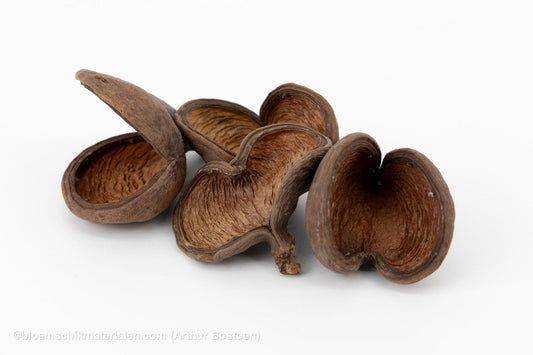 BADAM (20 stuks) - bloemschikmaterialen.com