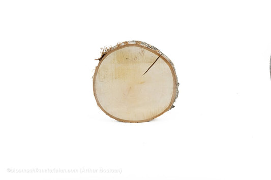 BERKENSCHIJF +/ - 25CM +/ - 2.5CM NATUREL - bloemschikmaterialen.com