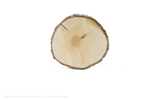 BERKENSCHIJF +/ - 30CM +/ - 4CM NATUREL - bloemschikmaterialen.com