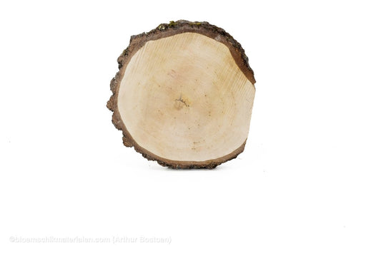 BERKENSCHIJF +/ - 40CM +/ - 4CM NATUREL - bloemschikmaterialen.com