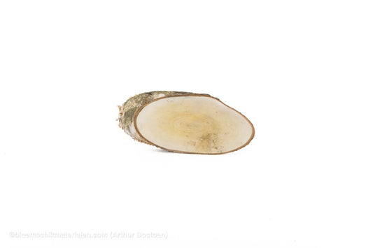 BERKENSCHIJF LANG +/ - 30 - 34X14 - 16CM +/ - 2.5CM NATUREL - bloemschikmaterialen.com