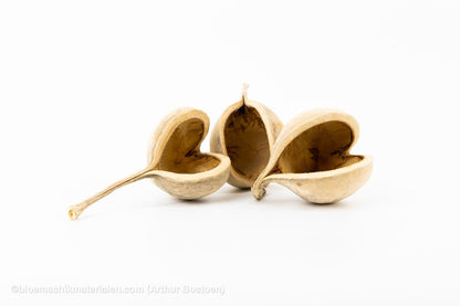 BOEDDHA NOTEN GEBLEEKT (10 stuks) - bloemschikmaterialen.com