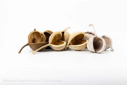 BOEDDHA NOTEN GEBLEEKT (10 stuks) - bloemschikmaterialen.com