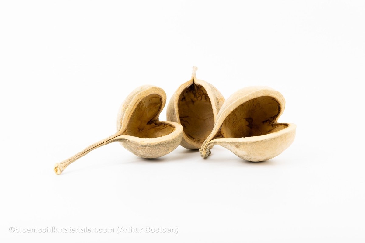 BOEDDHA NOTEN GEBLEEKT (3 stuks) - bloemschikmaterialen.com