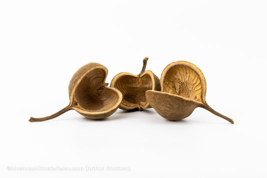 BOEDDHA NOTEN NATUREL (10 stuks) - bloemschikmaterialen.com