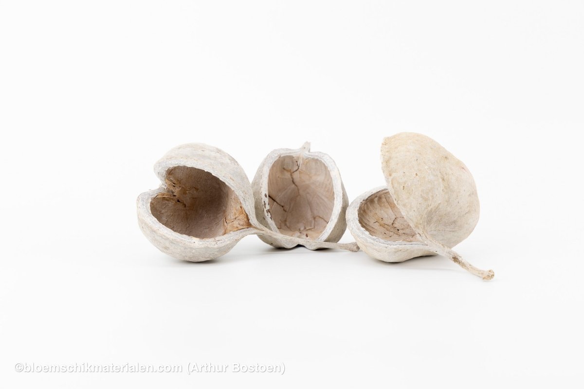 BOEDDHA NOTEN WHITE WASH (10 stuks) - bloemschikmaterialen.com