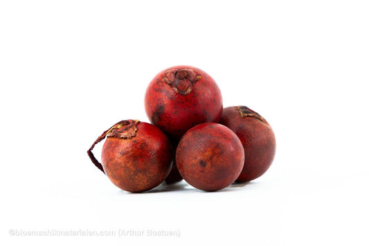 BOHLA ROOD (5 stuks) - bloemschikmaterialen.com