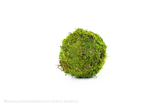 BOL GROEN MOS GECONSERVEERD 10CM - bloemschikmaterialen.com