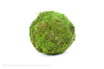 BOL GROEN MOS GECONSERVEERD 15CM - bloemschikmaterialen.com