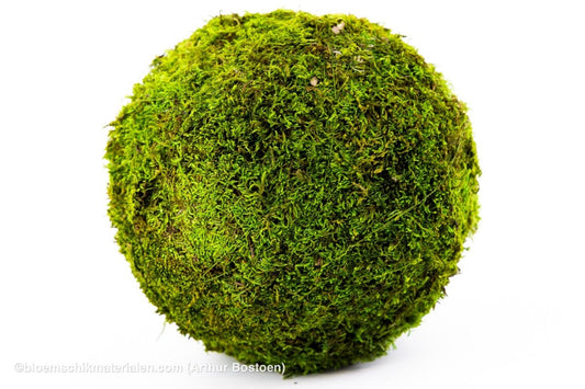 BOL GROEN MOS GECONSERVEERD 20CM - bloemschikmaterialen.com