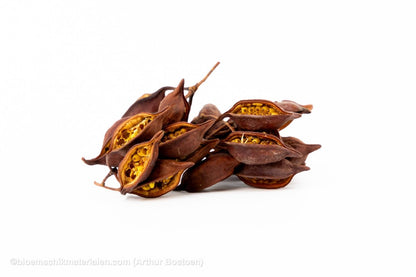 BRACHYCHITON NATUREL (+/ - 150GR) - bloemschikmaterialen.com