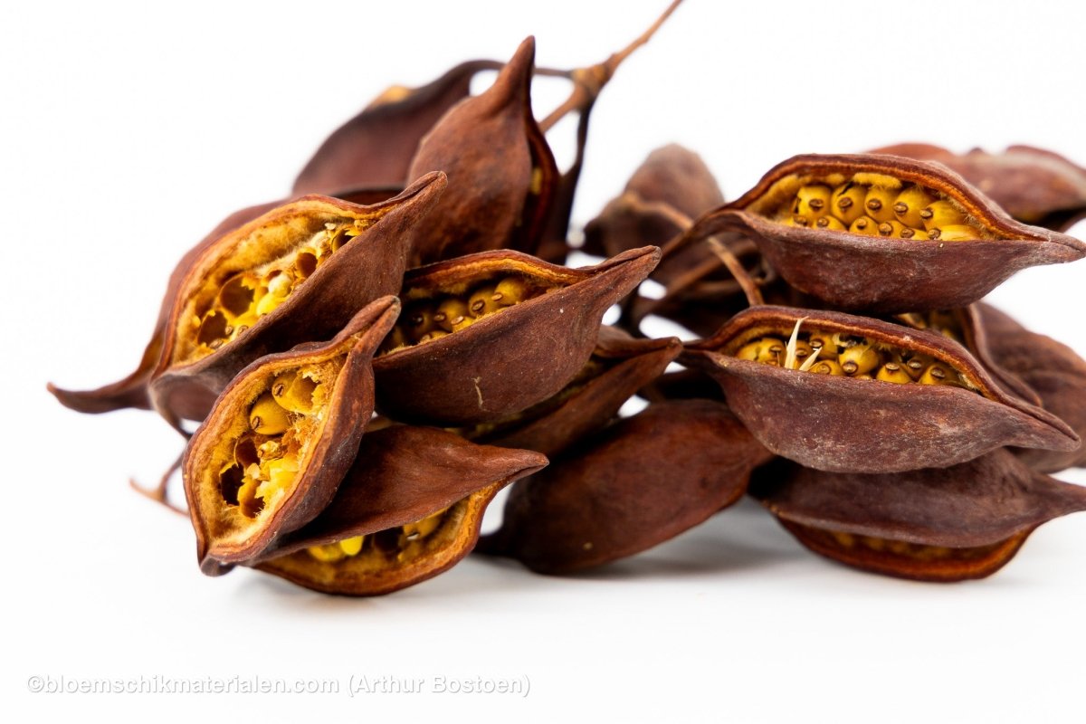 BRACHYCHITON NATUREL (+/ - 150GR) - bloemschikmaterialen.com