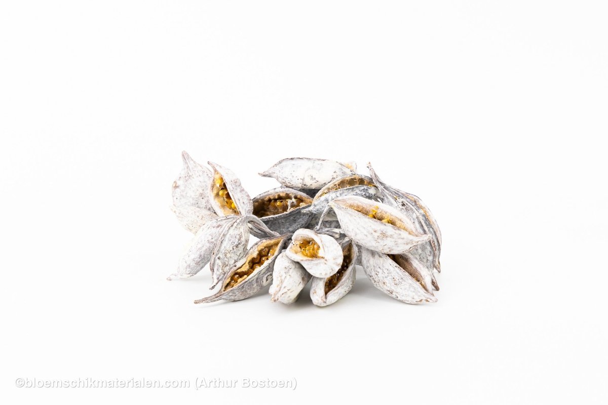 BRACHYCHITON WHITE WASH (+/ - 150GR) - bloemschikmaterialen.com