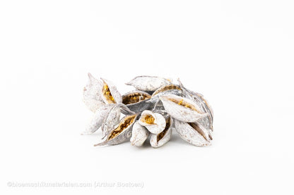 BRACHYCHITON WHITE WASH (+/ - 150GR) - bloemschikmaterialen.com