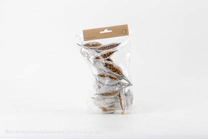 BRACHYCHITON WHITE WASH (+/ - 150GR) - bloemschikmaterialen.com