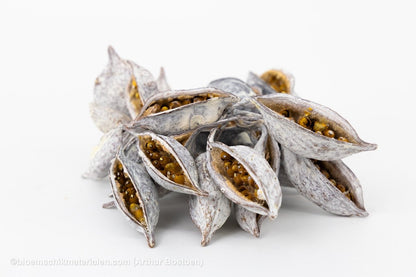 BRACHYCHITON WHITE WASH (+/ - 150GR) - bloemschikmaterialen.com