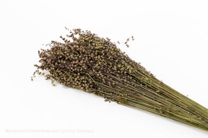 BRIZA MINIMA NATUREL GROEN +/ - 100GR - bloemschikmaterialen.com