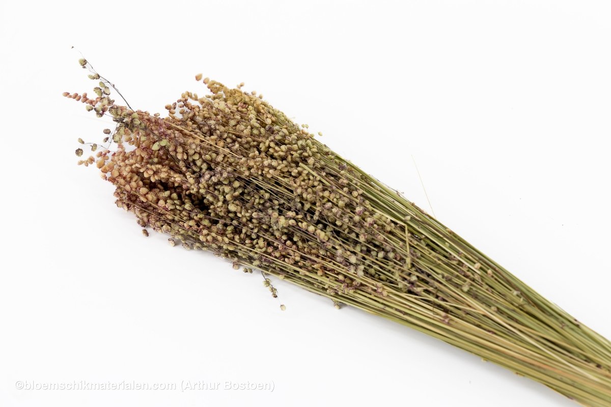 BRIZA MINIMA NATUREL GROEN +/ - 100GR - bloemschikmaterialen.com