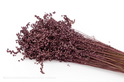 BRIZA MINIMA OUDROZE +/ - 100GR - bloemschikmaterialen.com