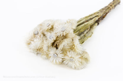 CAPBLUMEN LARGE 30CM NATUREL +/ - 50GR - bloemschikmaterialen.com