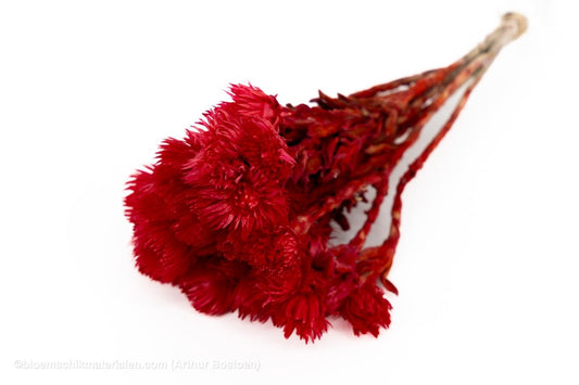CAPBLUMEN LARGE 30CM ROOD +/ - 50GR - bloemschikmaterialen.com