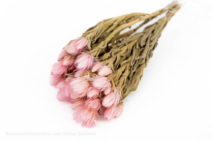 CAPBLUMEN LARGE 30CM ROZE +/ - 50GR - bloemschikmaterialen.com