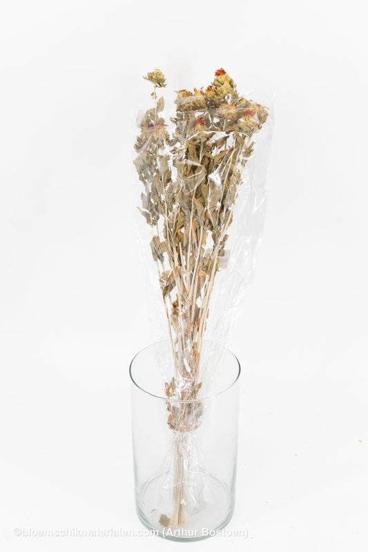 CARTHAMUS ORANJE NATUREL - bloemschikmaterialen.com