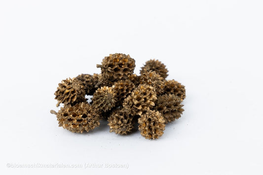 CASURINA GOUD (75GR) - bloemschikmaterialen.com