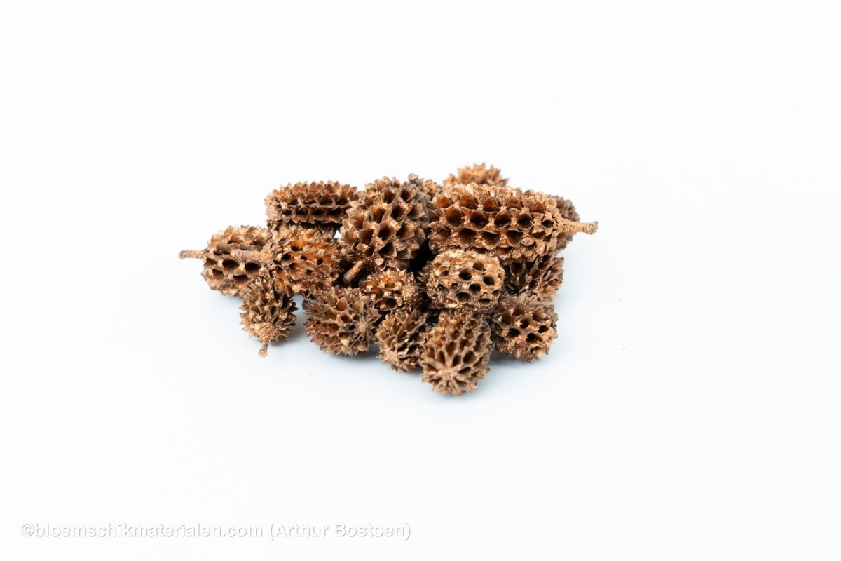 CASURINA KOPER (75GR) - bloemschikmaterialen.com
