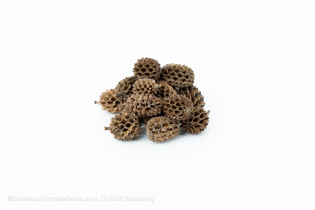 CASURINA NATUREL (75GR) - bloemschikmaterialen.com