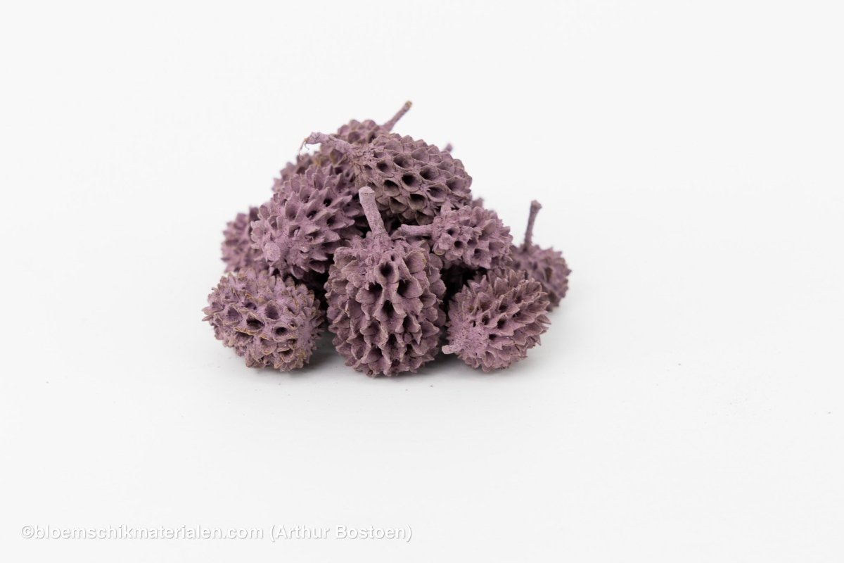 CASURINA PAARS (75GR) - bloemschikmaterialen.com