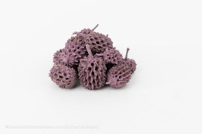 CASURINA PAARS (75GR) - bloemschikmaterialen.com