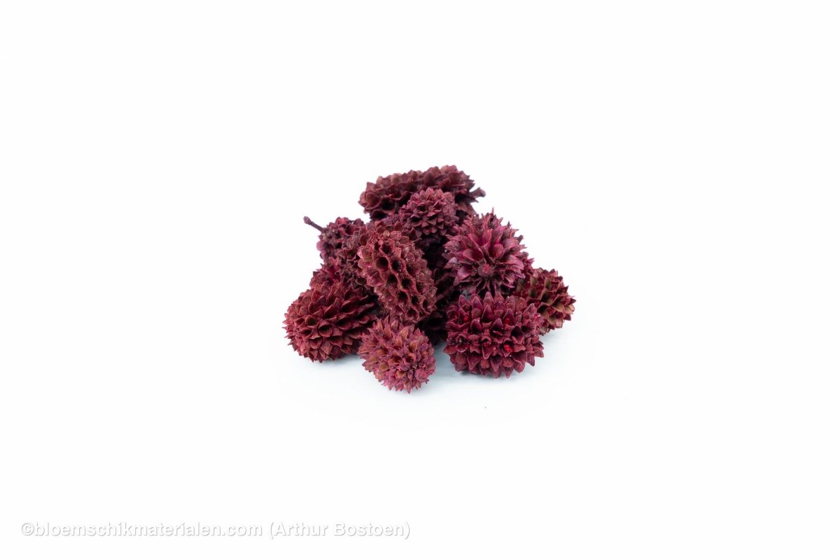 CASURINA ROOD (75GR) - bloemschikmaterialen.com