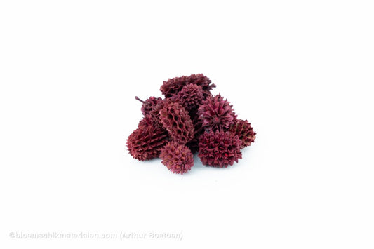 CASURINA ROOD (75GR) - bloemschikmaterialen.com