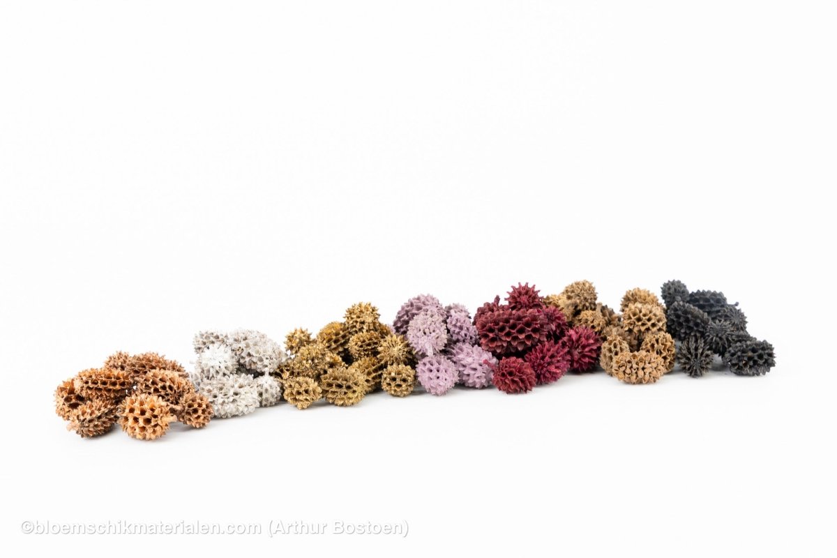 CASURINA ROOD (75GR) - bloemschikmaterialen.com