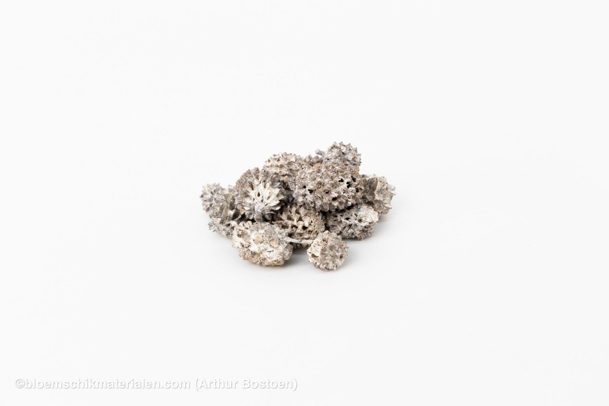 CASURINA WHITE WASH (75GR) - bloemschikmaterialen.com