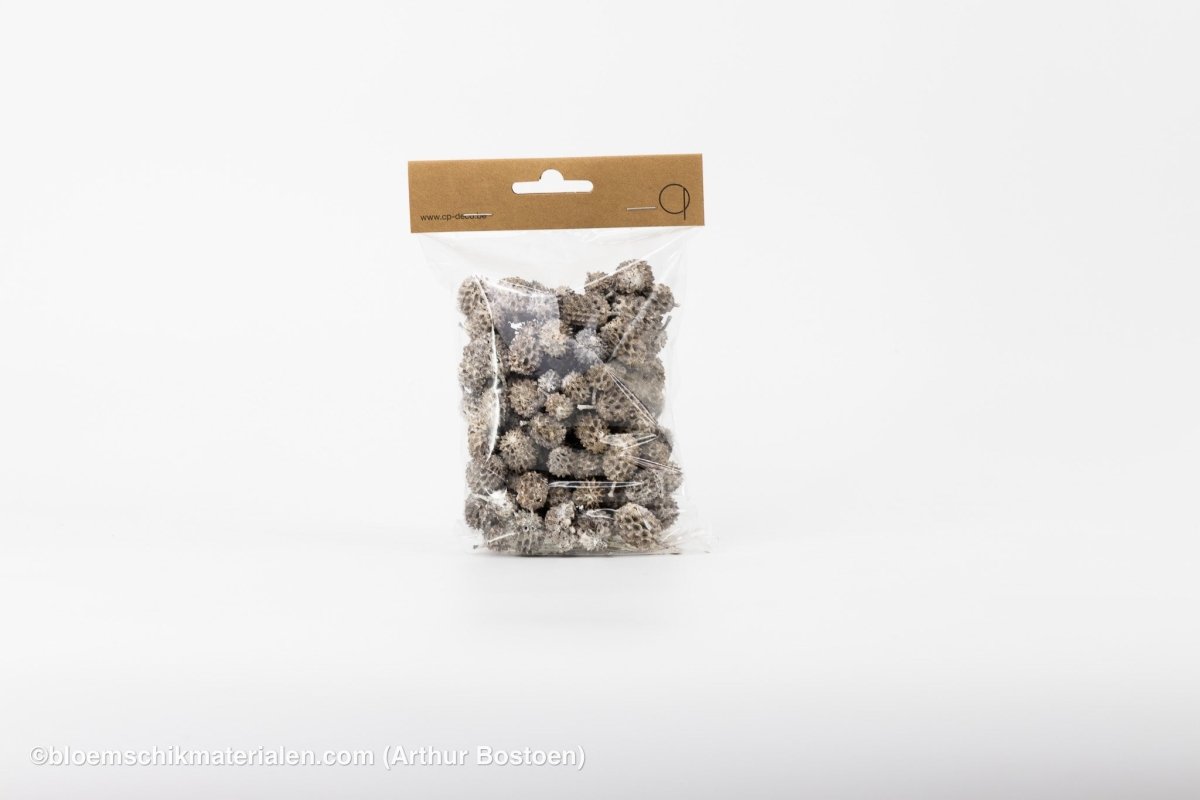 CASURINA WHITE WASH (75GR) - bloemschikmaterialen.com
