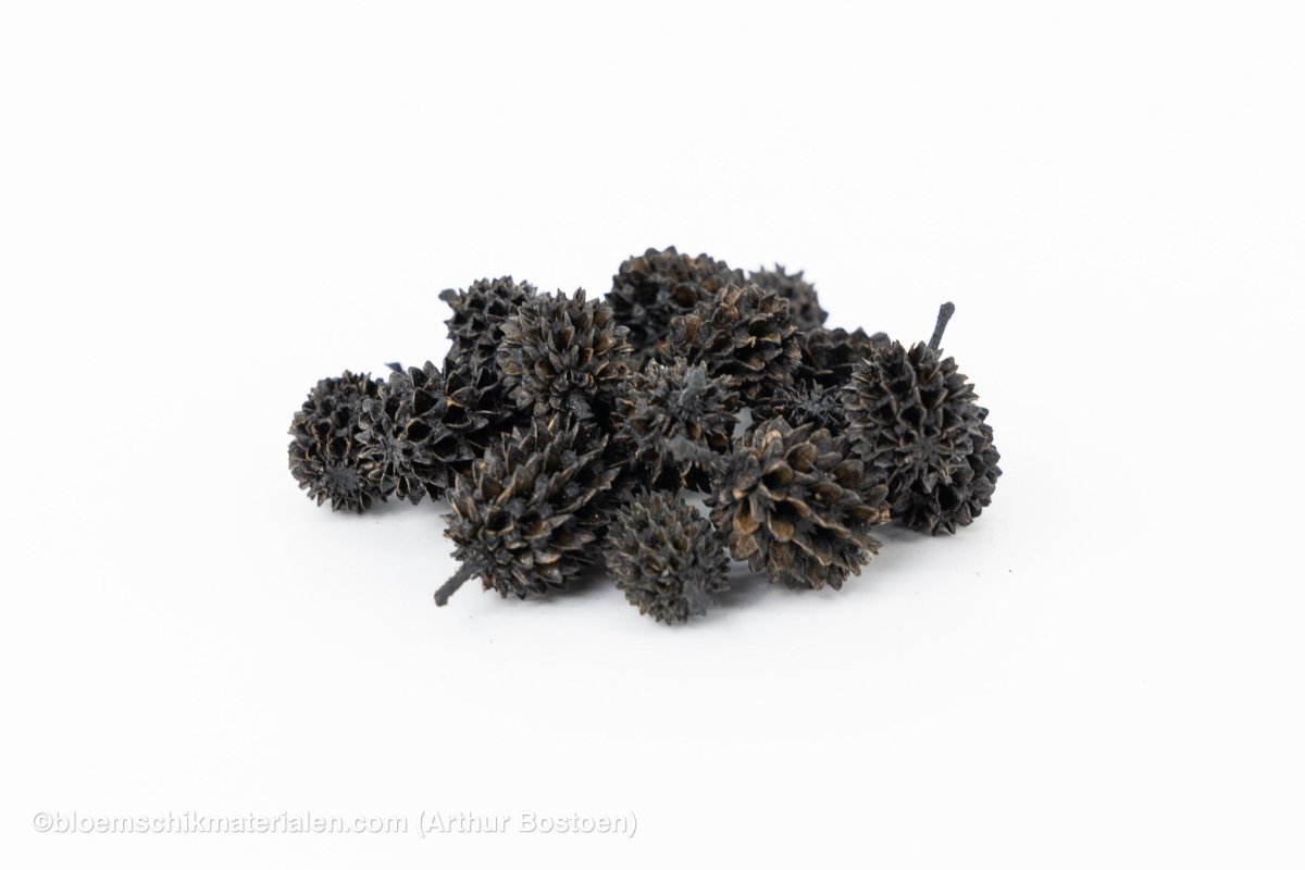 CASURINA ZWART (75GR) - bloemschikmaterialen.com