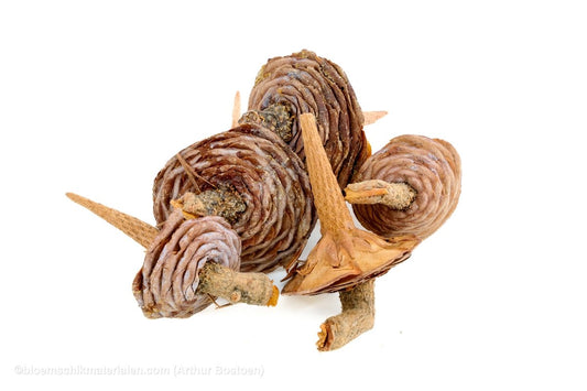 CEDER BASIS NATUREL 5ST - bloemschikmaterialen.com