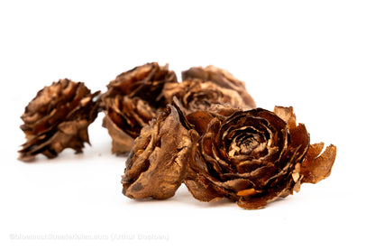 CEDER ROZEN KOPER 10ST