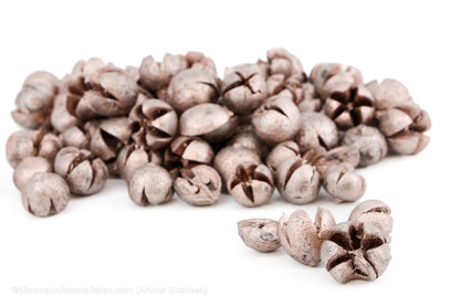 CHILONI PEARL PINK +/-1KG