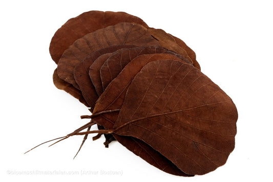 COBRA BLAD BRUIN 50ST - bloemschikmaterialen.com